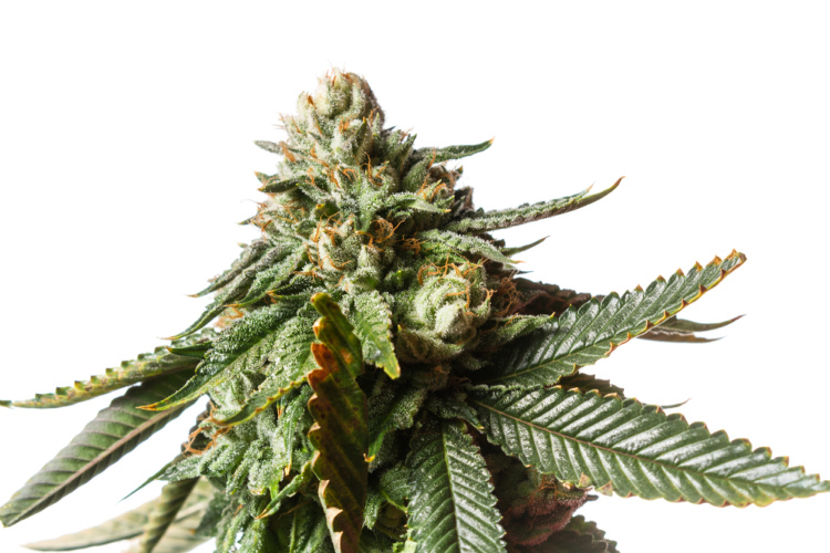 High THC Strains bud