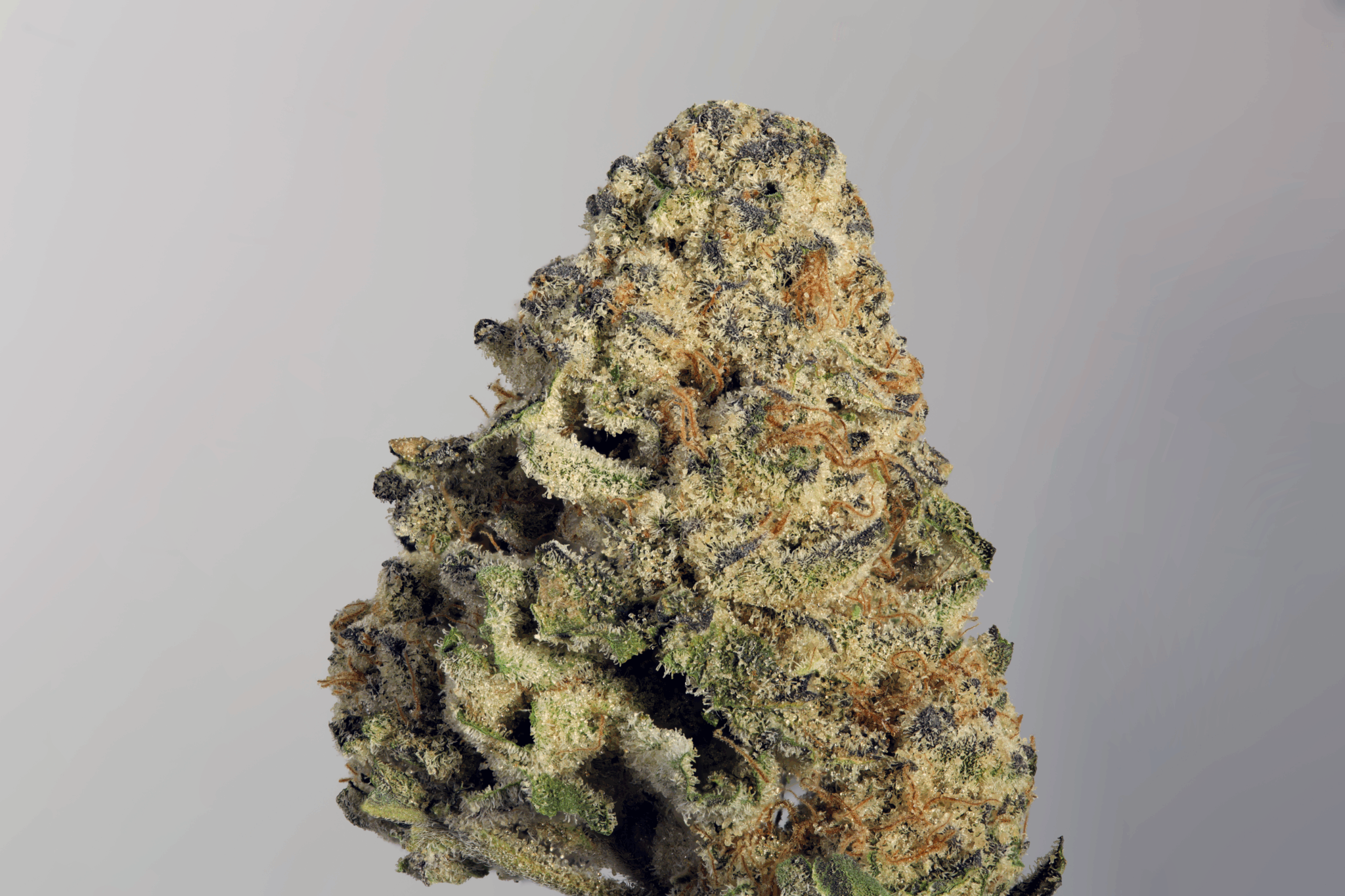 Colonial Kush flower, as labeled by the cited photo source