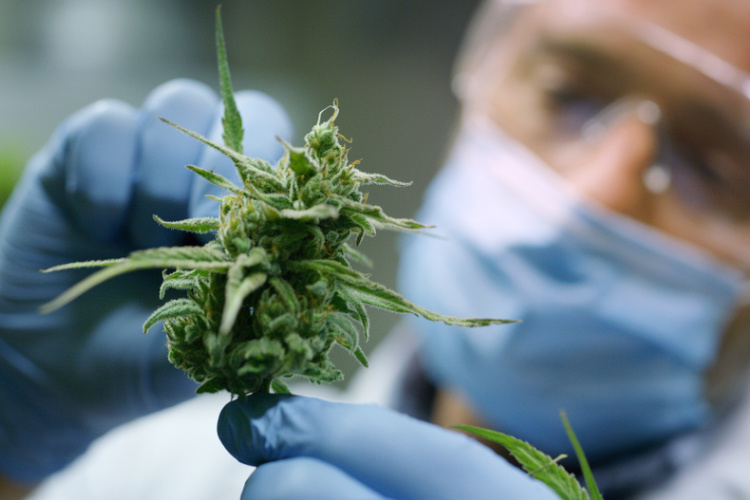 Cannabis for Nerve Pain  reasearcher looking at bud