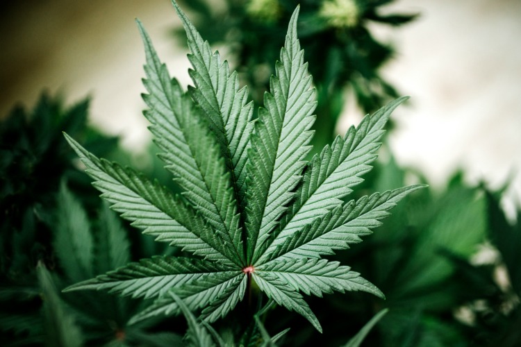 Indica vs. Sativa Indica